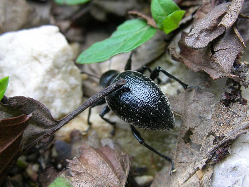 Una gitarella all''Altopiano di Caradeghe (Bs)